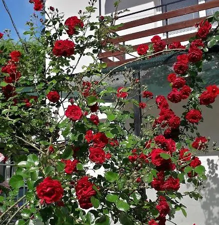 Guest house янка