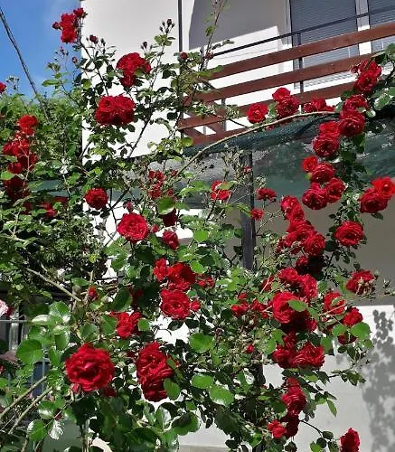 Vendégház янка